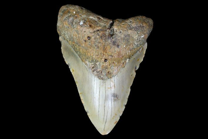 Fossil Megalodon Tooth - North Carolina #119434